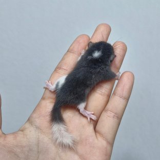 블랙