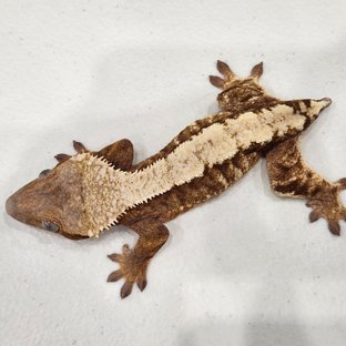 세이블