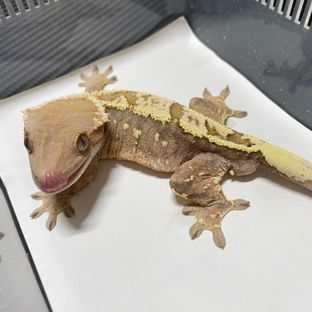 세이블
