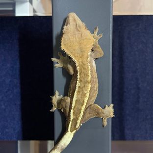세이블