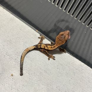 세이블