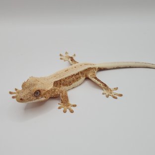 릴리100%헷아잔틱