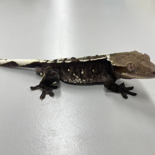 아잔틱