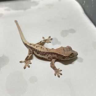 릴리 세이블