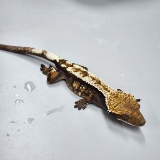세이블