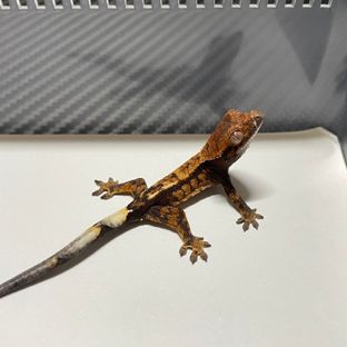 세이블