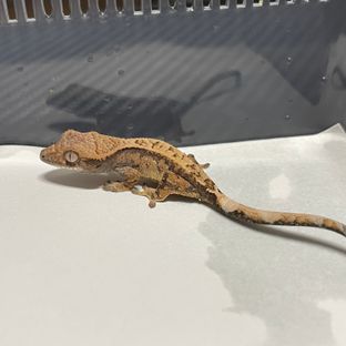 세이블