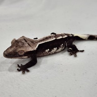 아잔틱