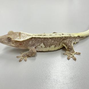 릴잔틱