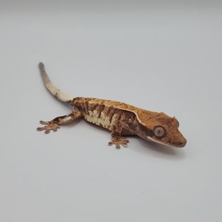 카푸치노 트라이