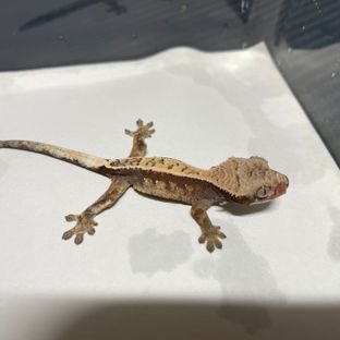 세이블