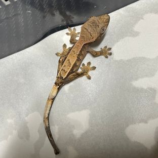 세이블