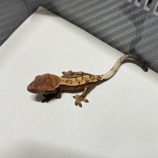 세이블