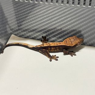 세이블