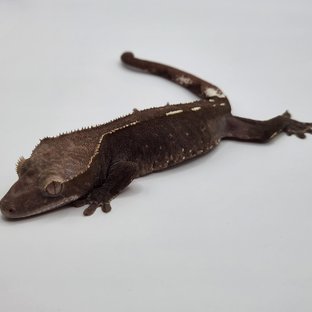아잔틱