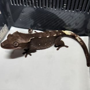 아잔틱