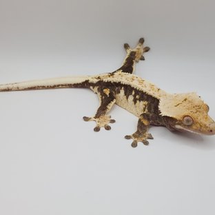 노멀 트라이 익스트림할리퀸 드리피 화이트핀 다크