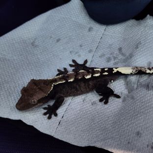 아잔틱