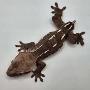 아잔틱