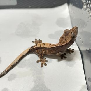 세이블