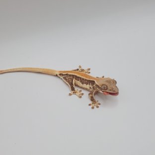 릴리화이트 솔리드백