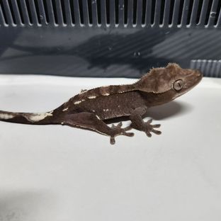 아잔틱