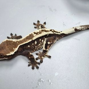 세이블