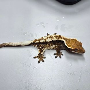 세이블