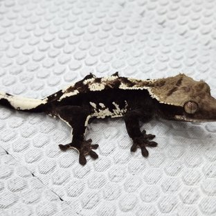 아잔틱
