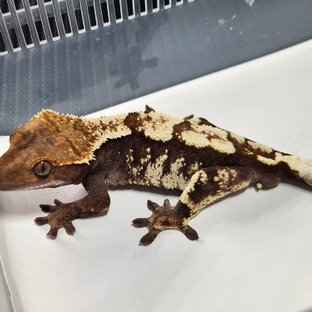세이블