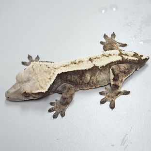 세이블