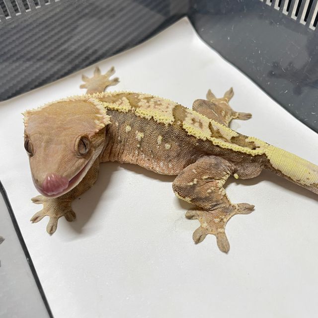 세이블