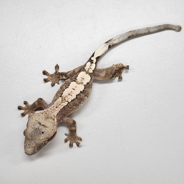 100%헷아잔틱 세이블