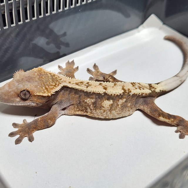 세이블