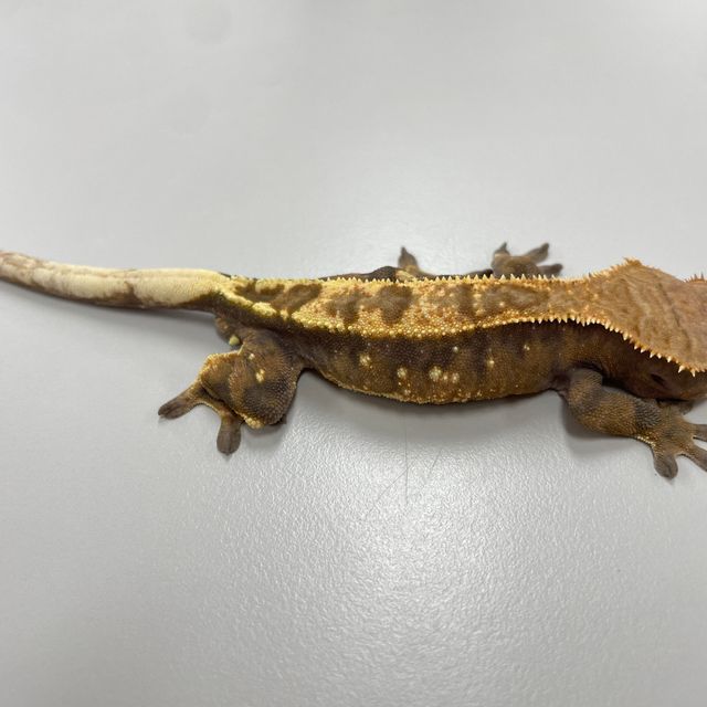 세이블