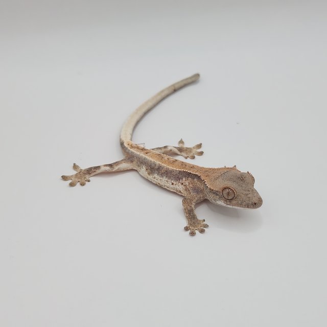 세이블 릴리화이트 릴리 세이블