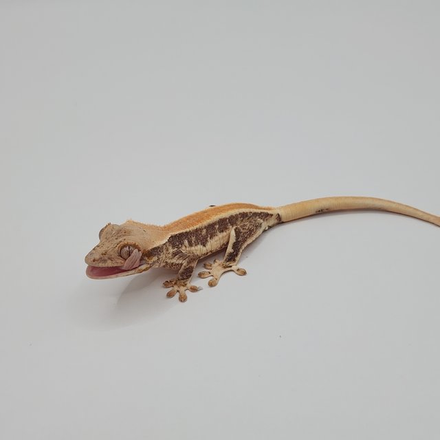 릴리화이트 솔리드백