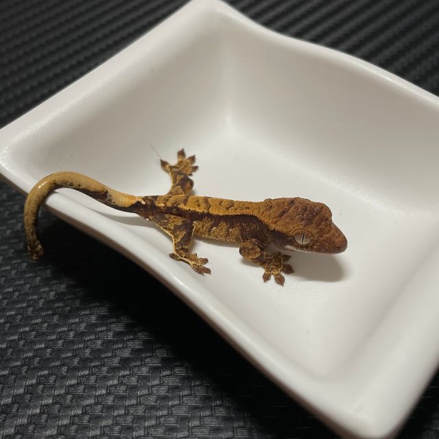 노멀