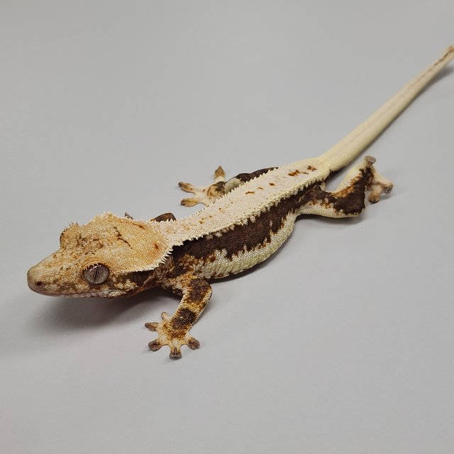 릴리100%헷아잔틱