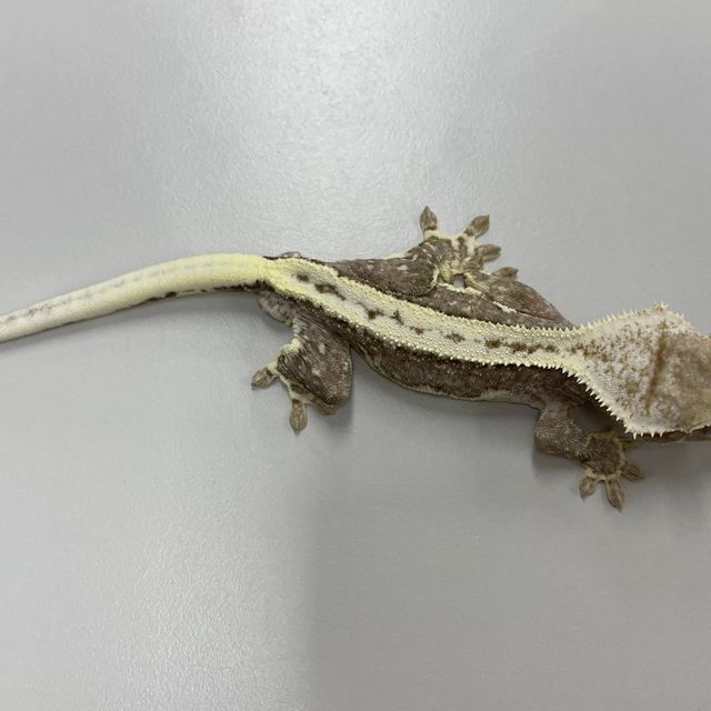 릴잔틱
