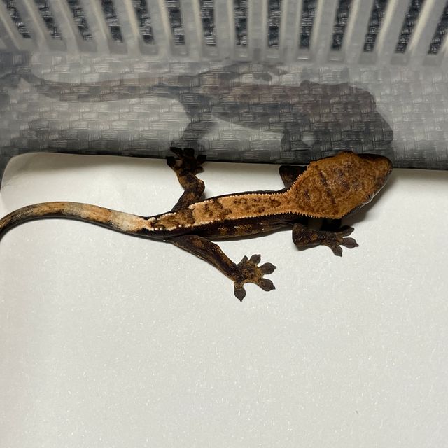 세이블