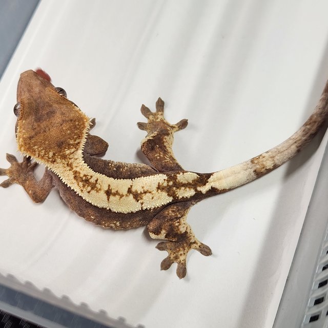 세이블