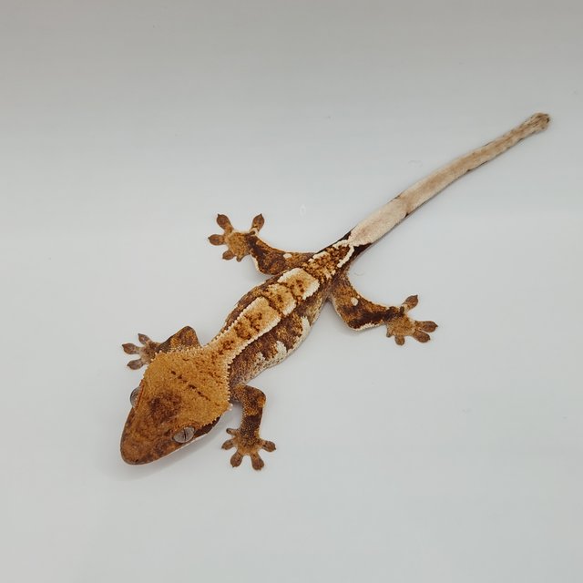 노멀 트라이 익스트림할리퀸 텐저린