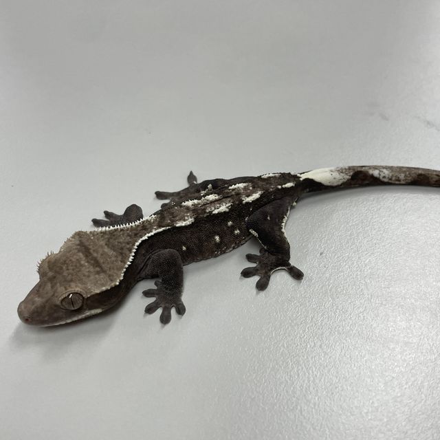 아잔틱