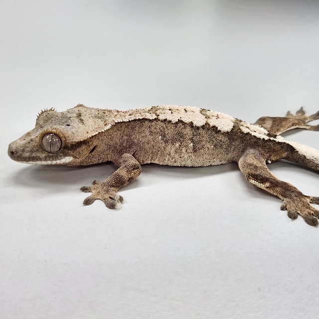 100%헷아잔틱 세이블