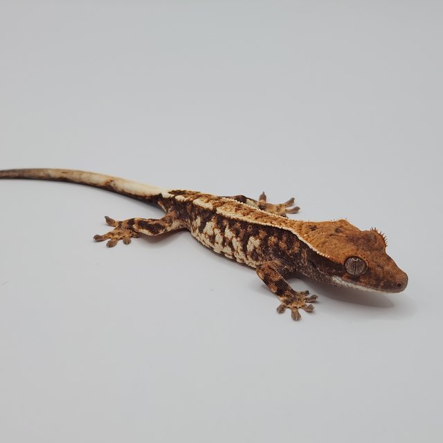 카푸치노 트라이