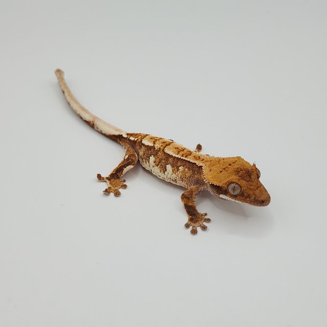 노멀 트라이 익스트림할리퀸 텐저린