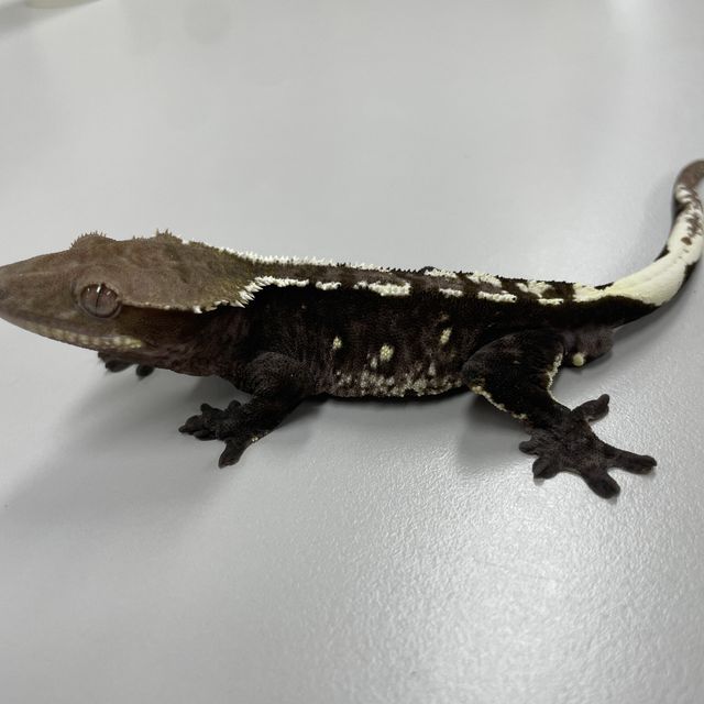 아잔틱