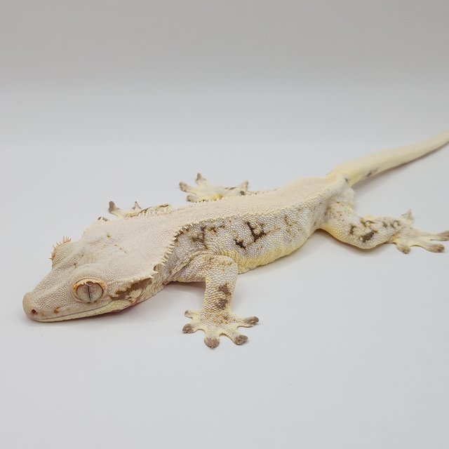 릴리화이트 솔리드백