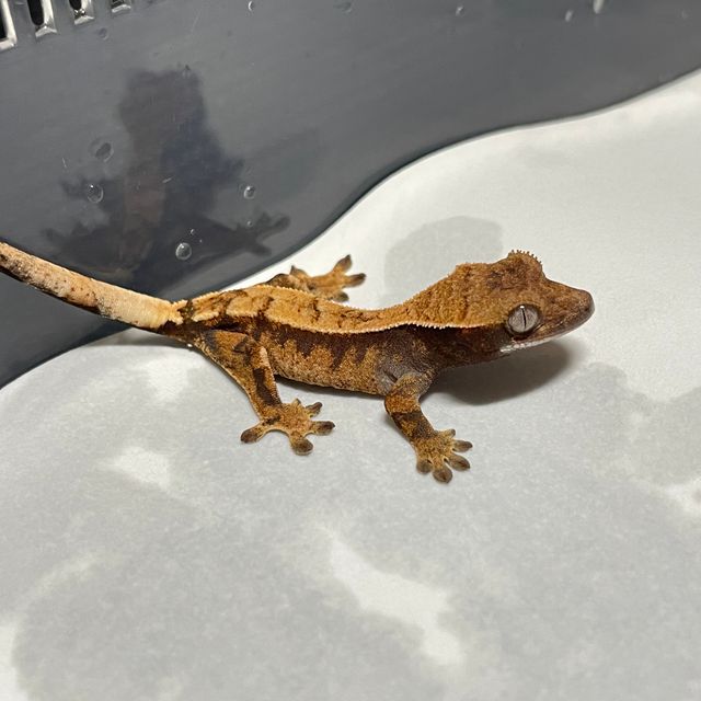 세이블